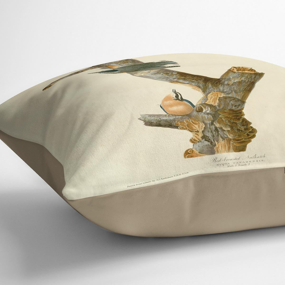 Red breasted Nuthatch by Audubon Cushion