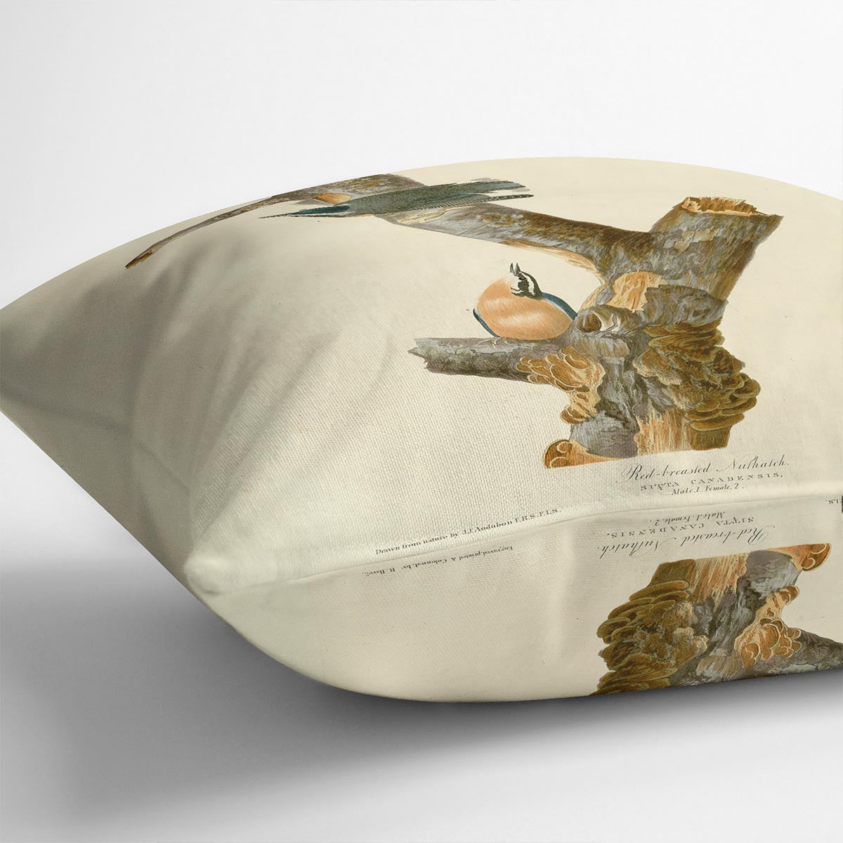 Red breasted Nuthatch by Audubon Cushion