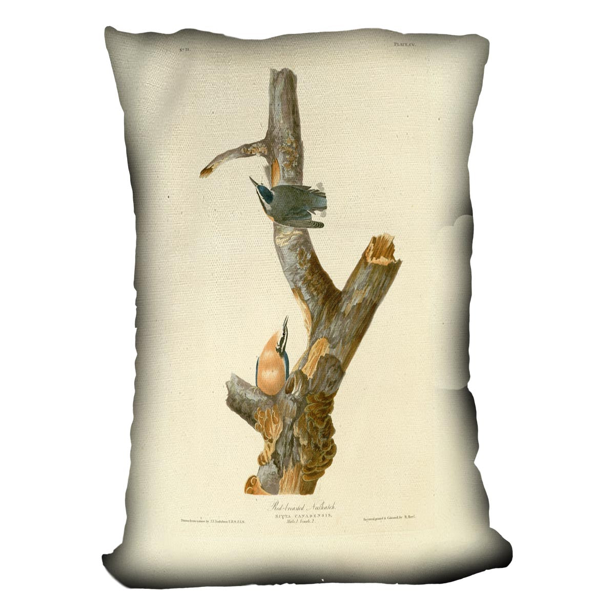 Red breasted Nuthatch by Audubon Cushion