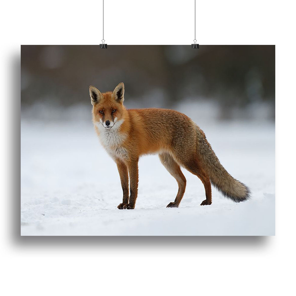 Red fox in the snow Canvas Print or Poster - Canvas Art Rocks - 2