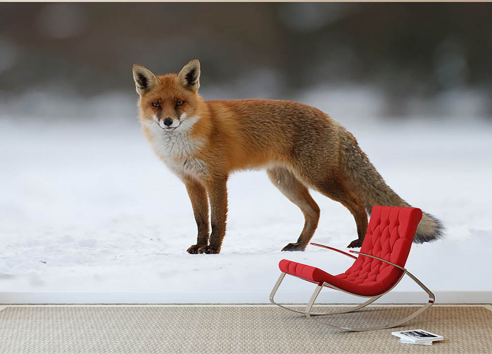 Red fox in the snow Wall Mural Wallpaper - Canvas Art Rocks - 2