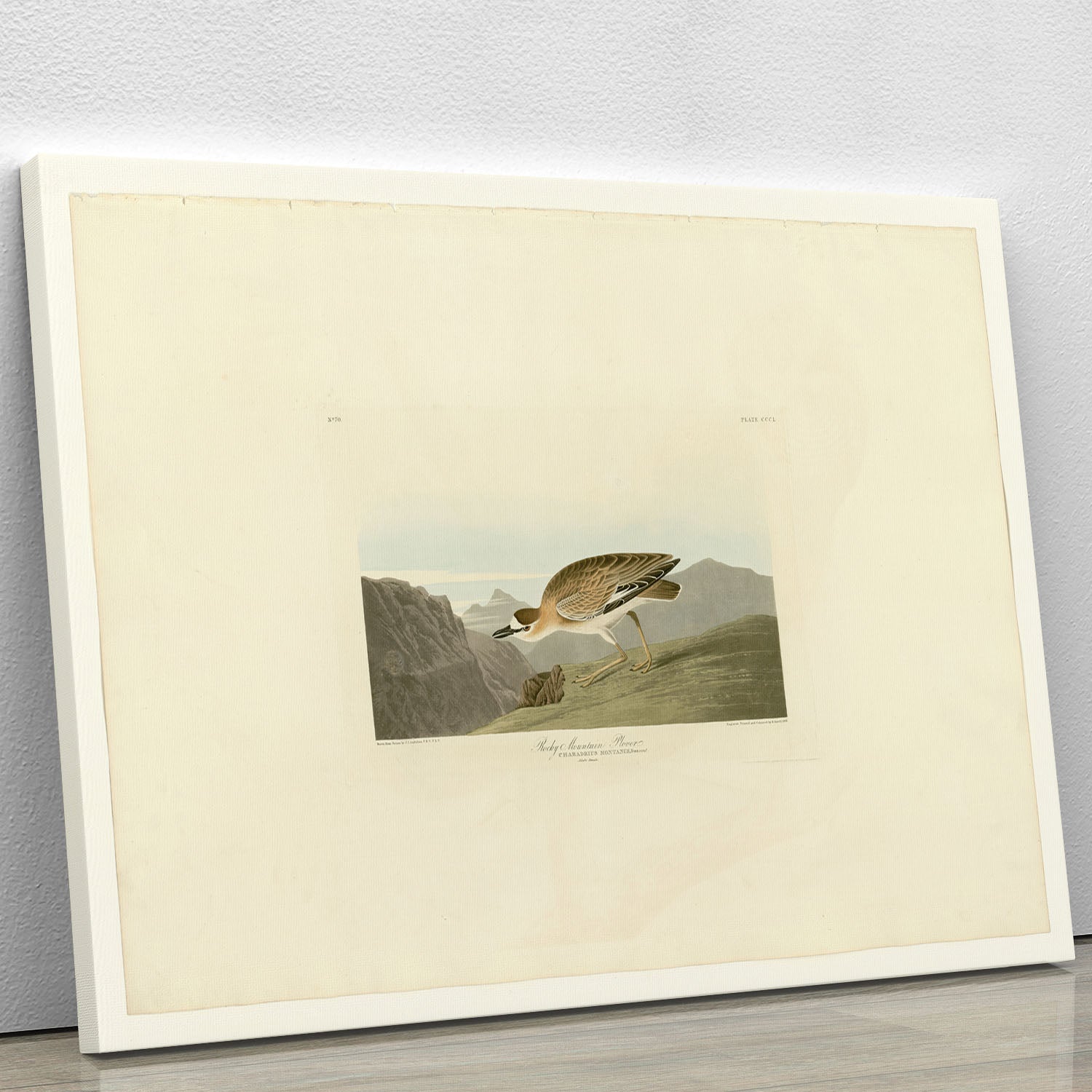 Rocky Mountain Plover by Audubon Canvas Print or Poster - Canvas Art Rocks - 1