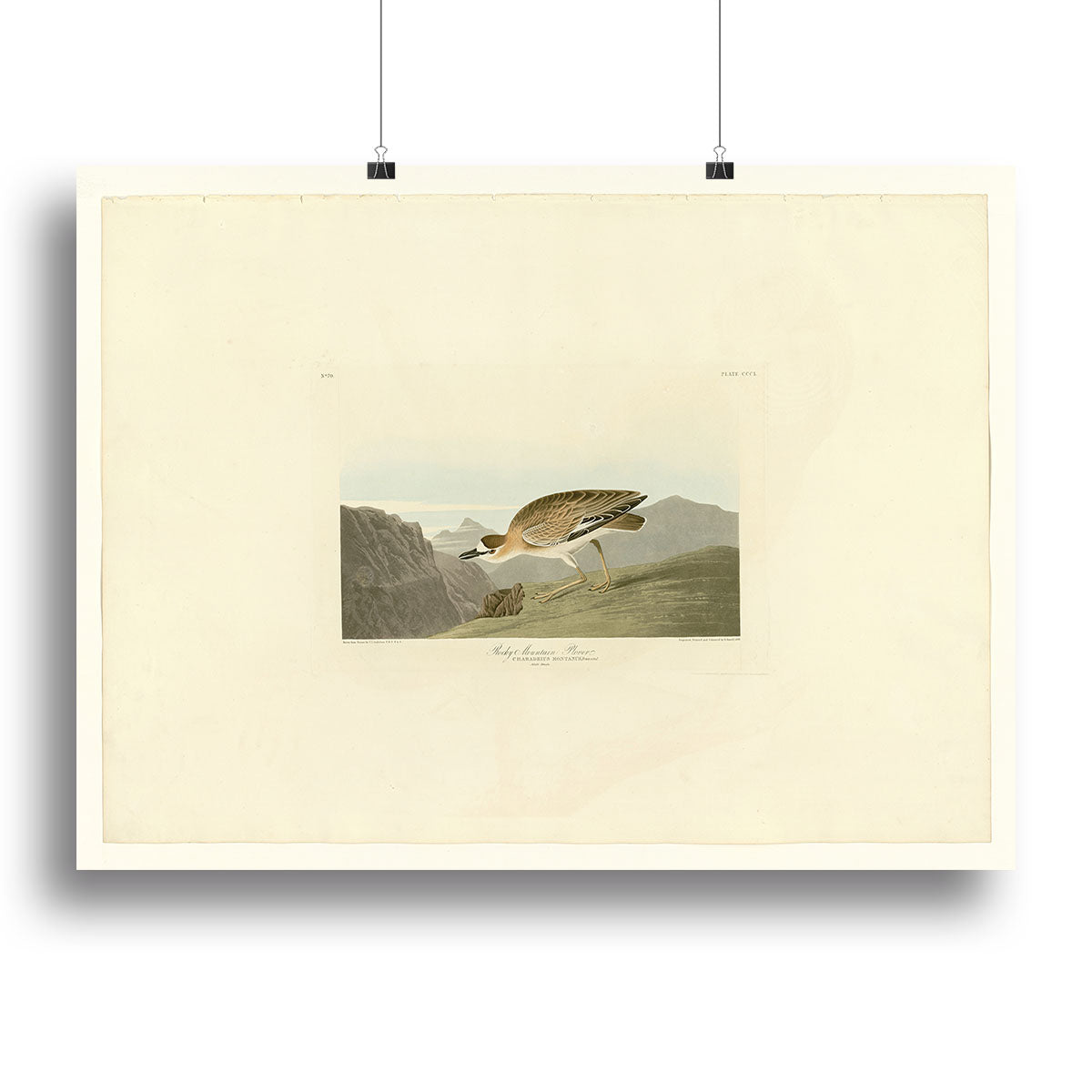 Rocky Mountain Plover by Audubon Canvas Print or Poster - Canvas Art Rocks - 2