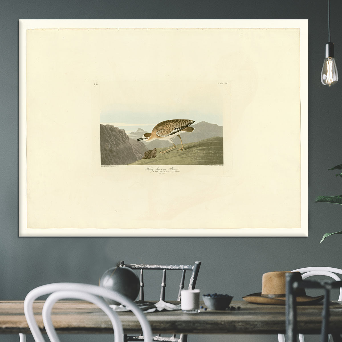 Rocky Mountain Plover by Audubon Canvas Print or Poster - Canvas Art Rocks - 3