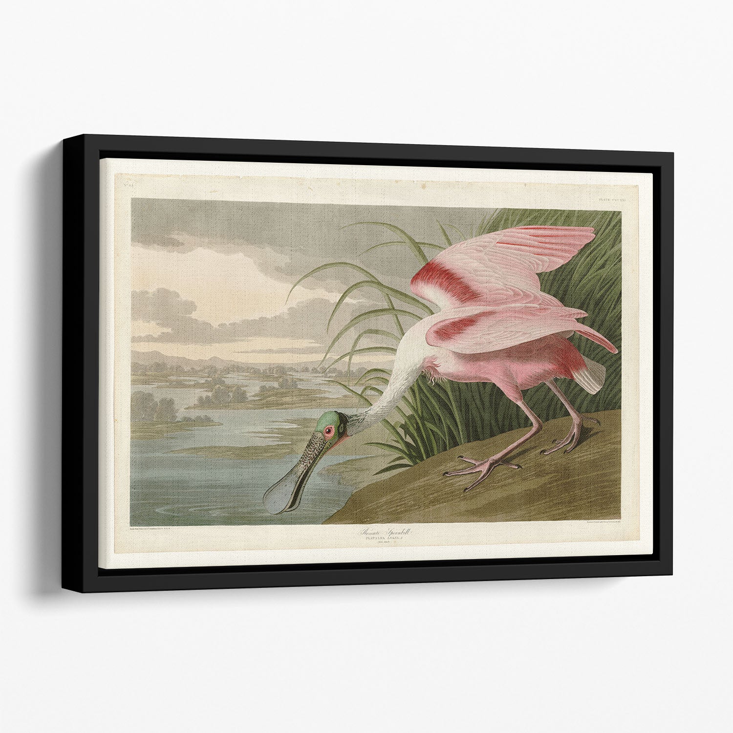 Roseate Spoonbill by Audubon Floating Framed Canvas