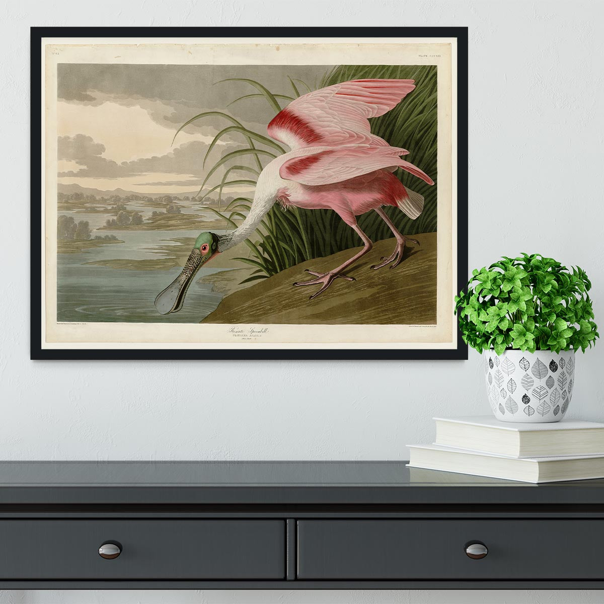 Roseate Spoonbill by Audubon Framed Print - Canvas Art Rocks - 2