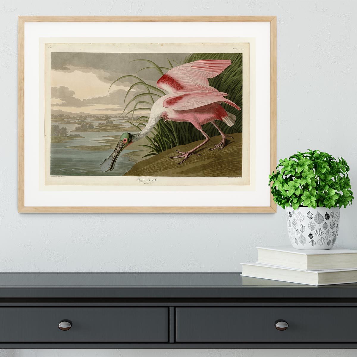 Roseate Spoonbill by Audubon Framed Print - Canvas Art Rocks - 3