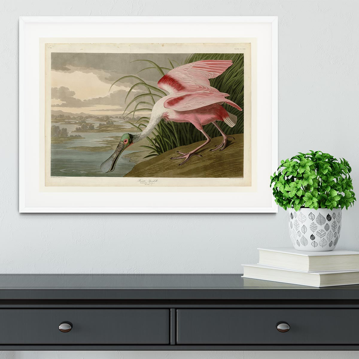 Roseate Spoonbill by Audubon Framed Print - Canvas Art Rocks - 5