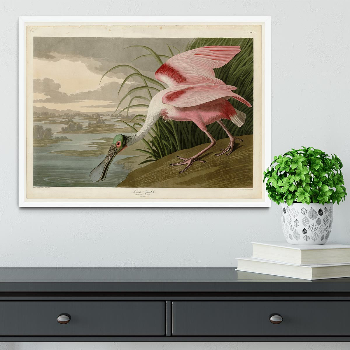 Roseate Spoonbill by Audubon Framed Print - Canvas Art Rocks -6
