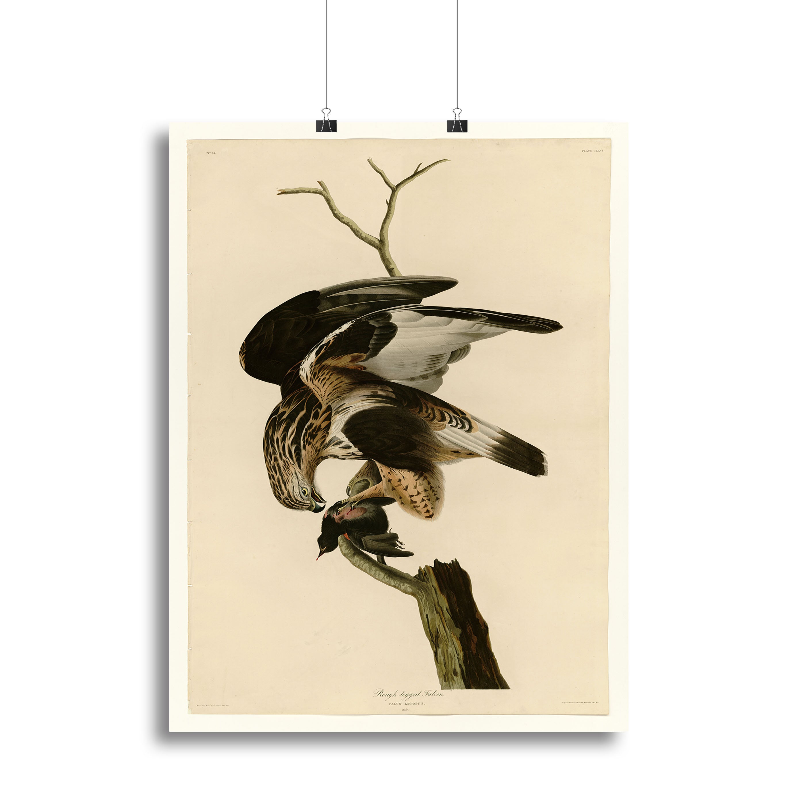 Rough legged Falcon by Audubon Canvas Print or Poster - Canvas Art Rocks - 2
