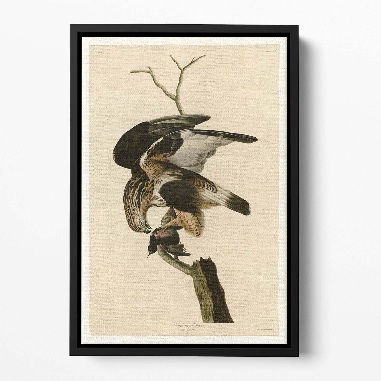 Rough legged Falcon by Audubon Floating Framed Canvas