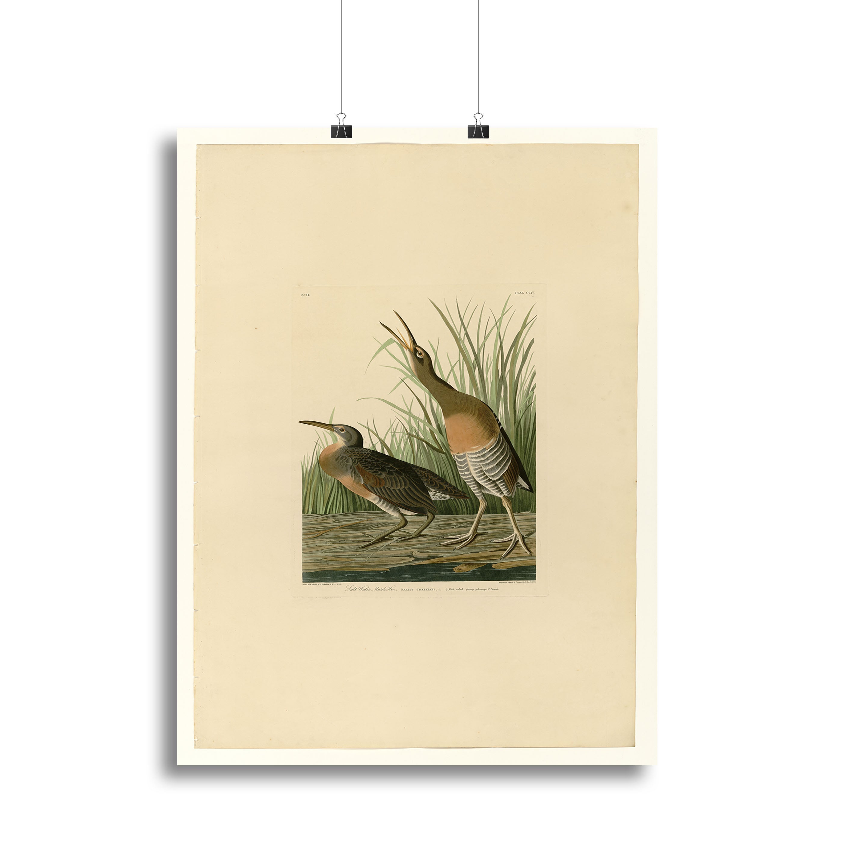 Salt Water Marsh Hen by Audubon Canvas Print or Poster - Canvas Art Rocks - 2