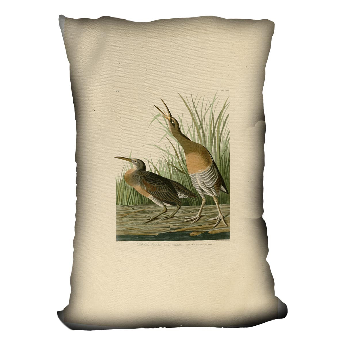 Salt Water Marsh Hen by Audubon Cushion