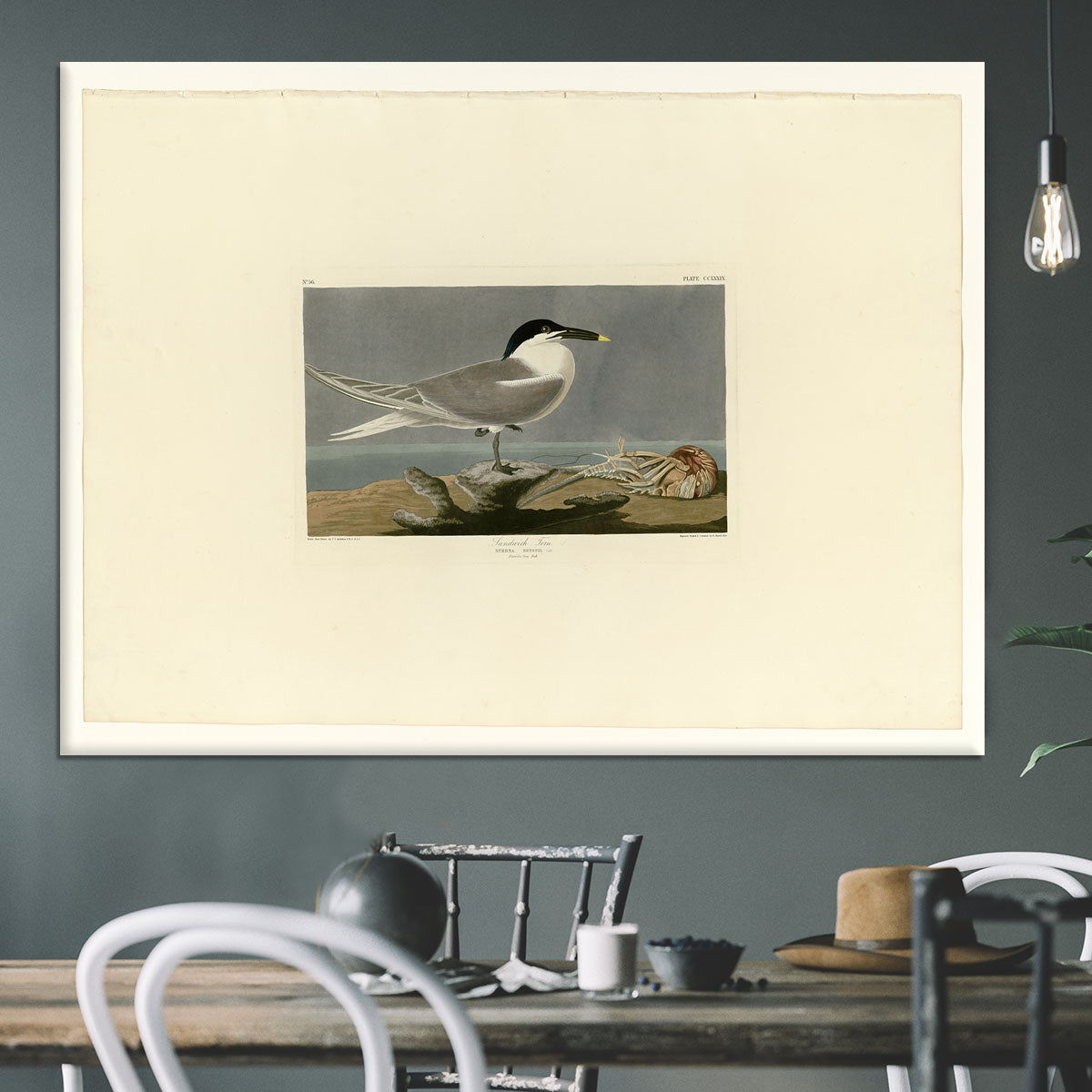 Sandwich Tern by Audubon Canvas Print or Poster - Canvas Art Rocks - 3