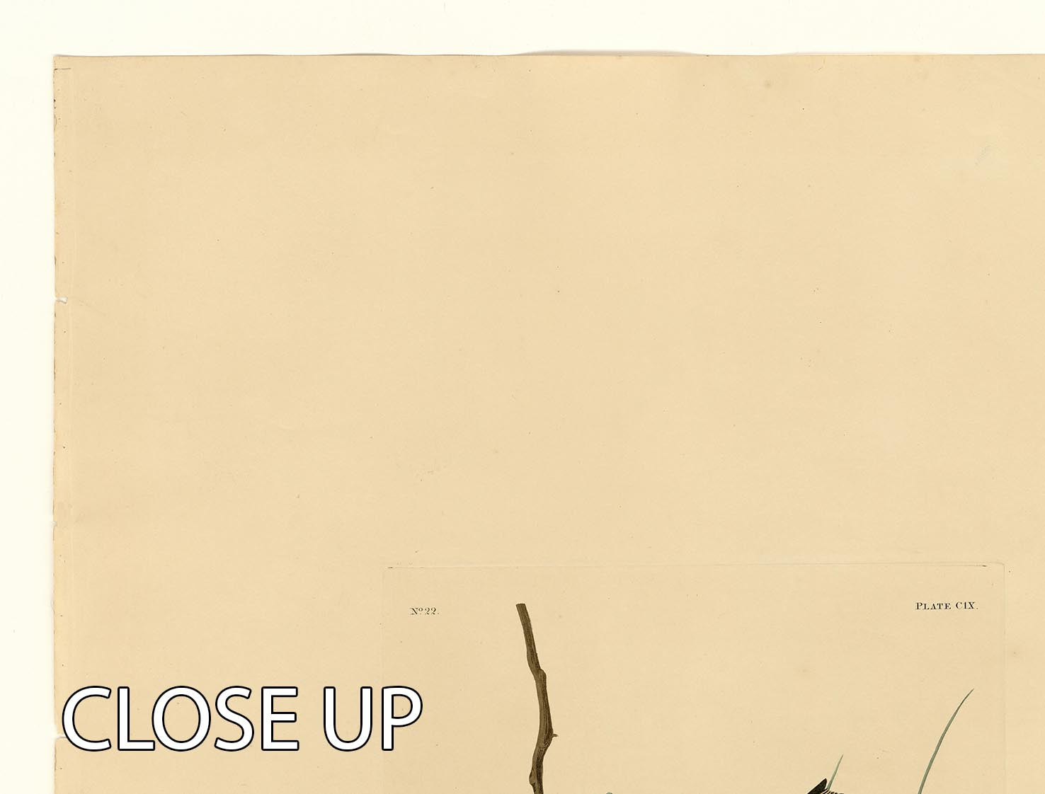 Savannah Finch by Audubon 3 Split Panel Canvas Print - Canvas Art Rocks - 3