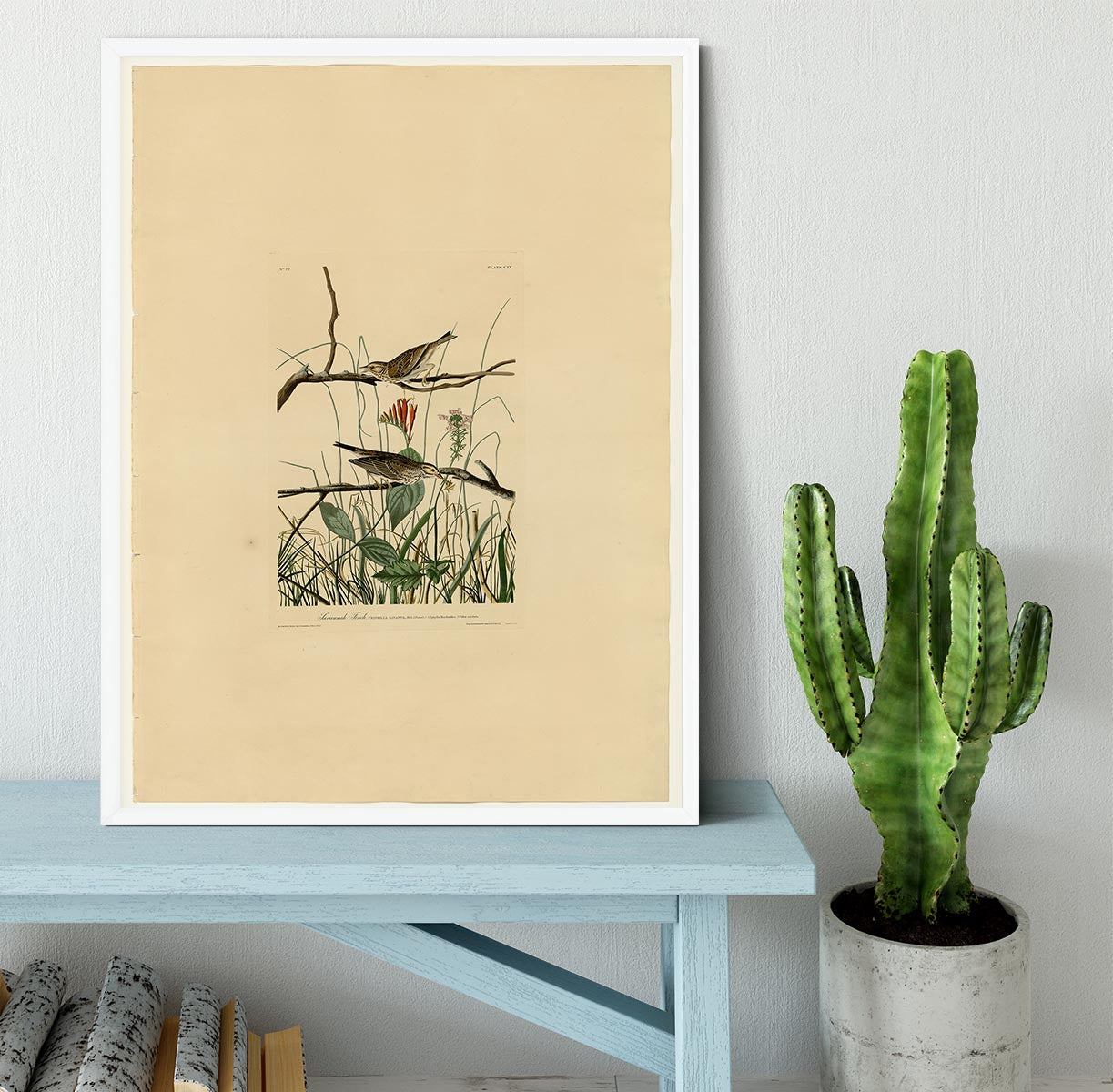 Savannah Finch by Audubon Framed Print - Canvas Art Rocks -6