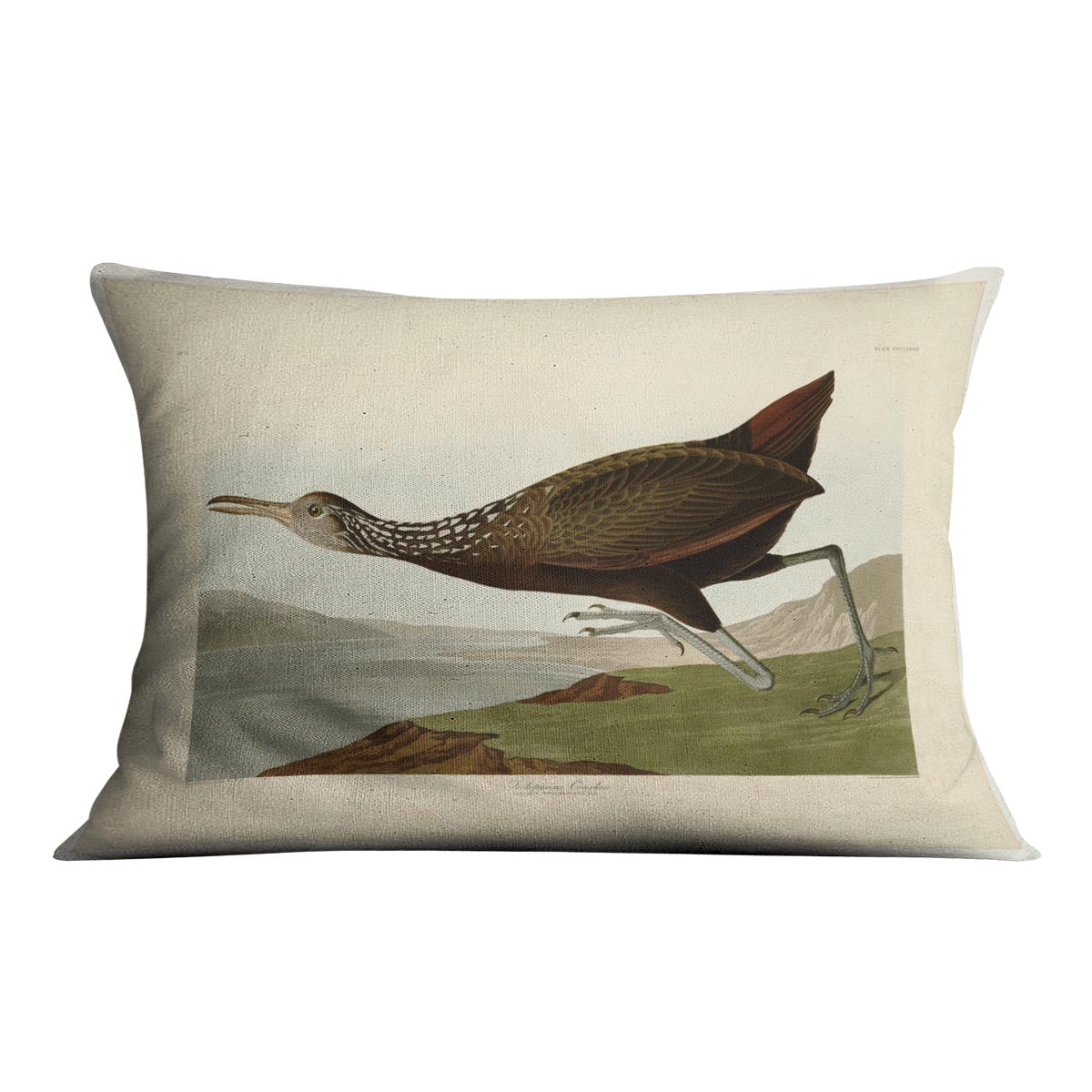 Scolopaceus Courlan by Audubon Cushion