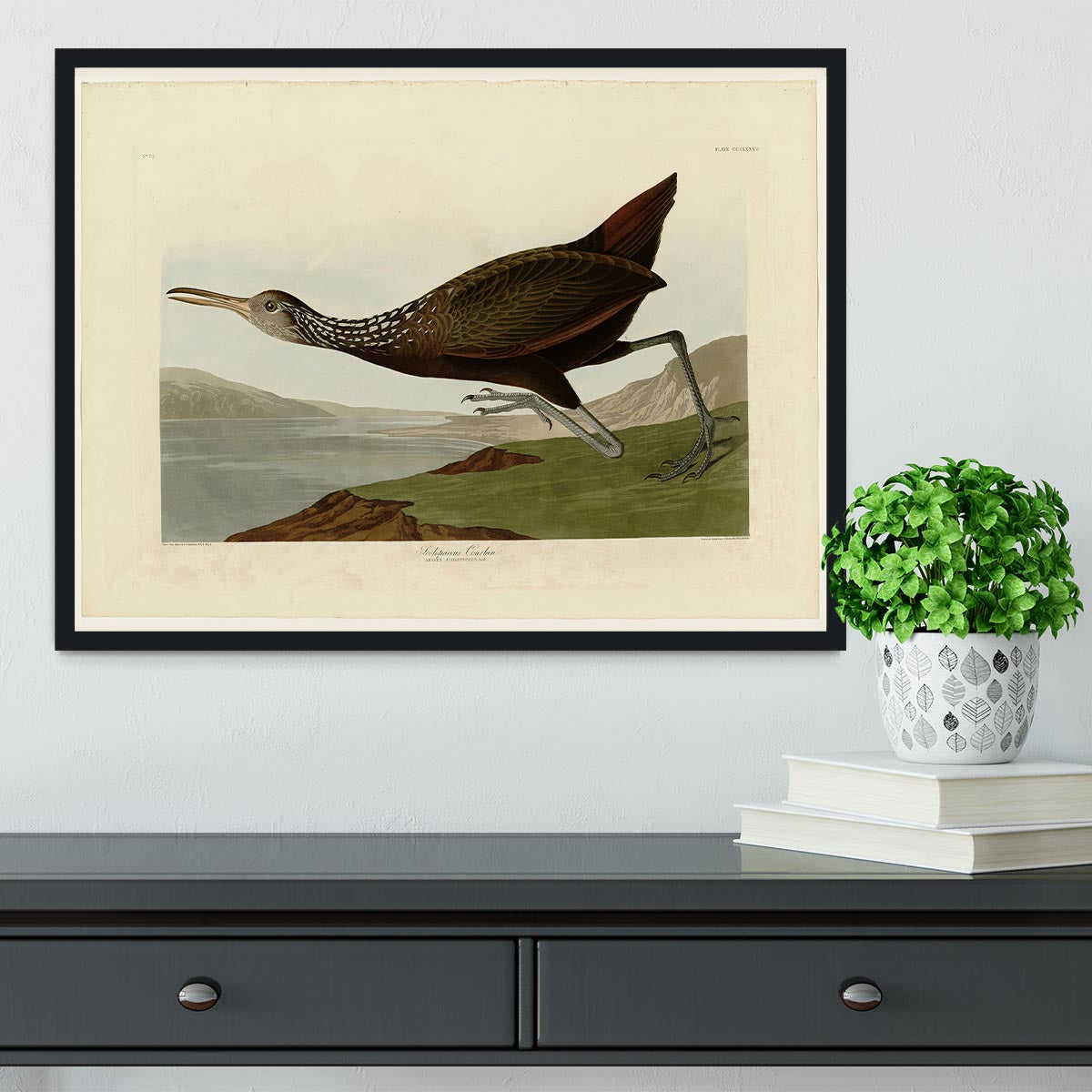 Scolopaceus Courlan by Audubon Framed Print - Canvas Art Rocks - 2