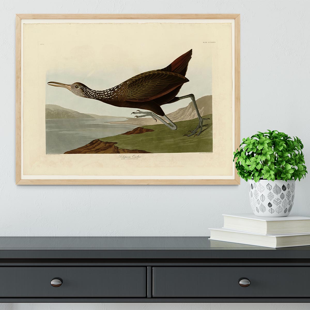 Scolopaceus Courlan by Audubon Framed Print - Canvas Art Rocks - 4