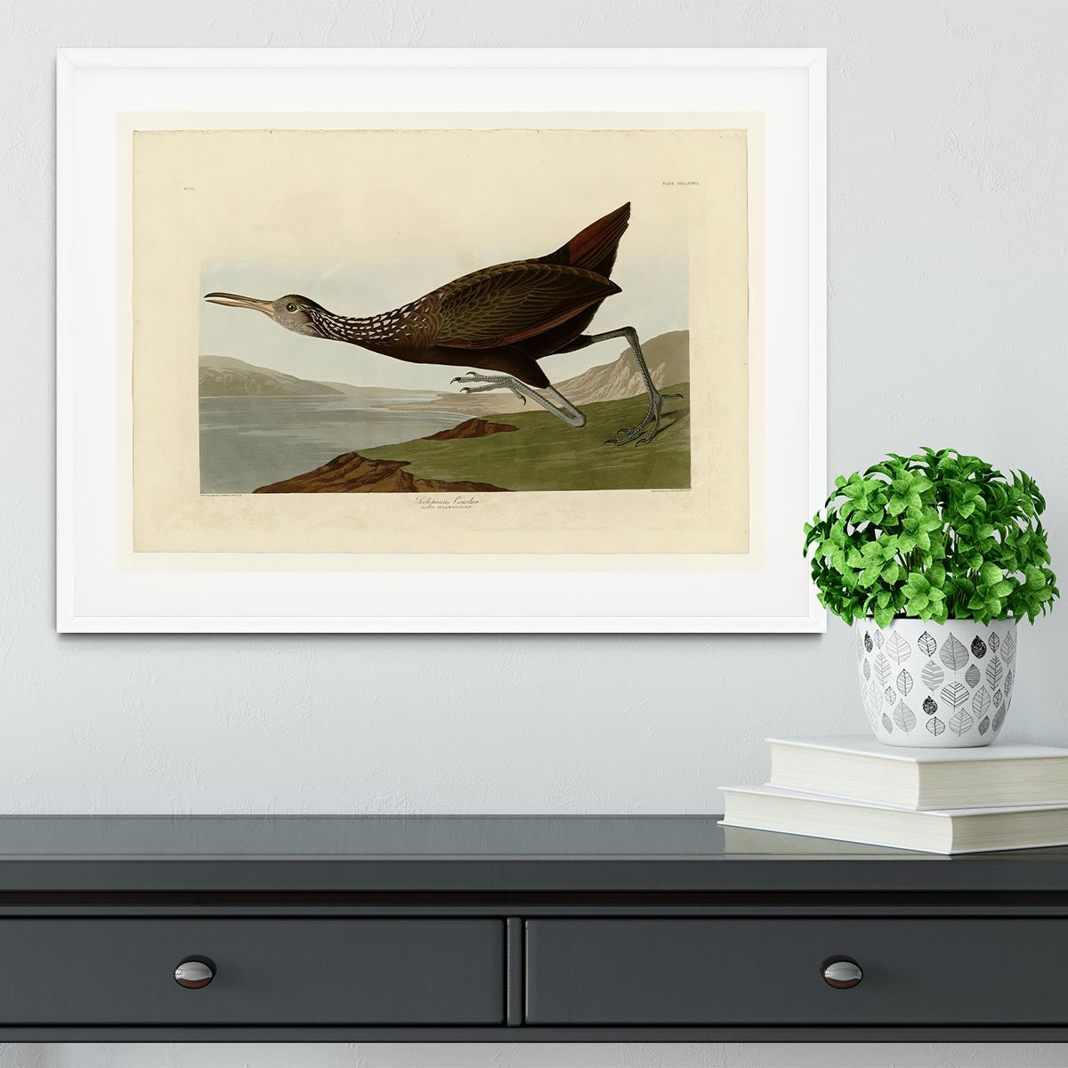 Scolopaceus Courlan by Audubon Framed Print - Canvas Art Rocks - 5