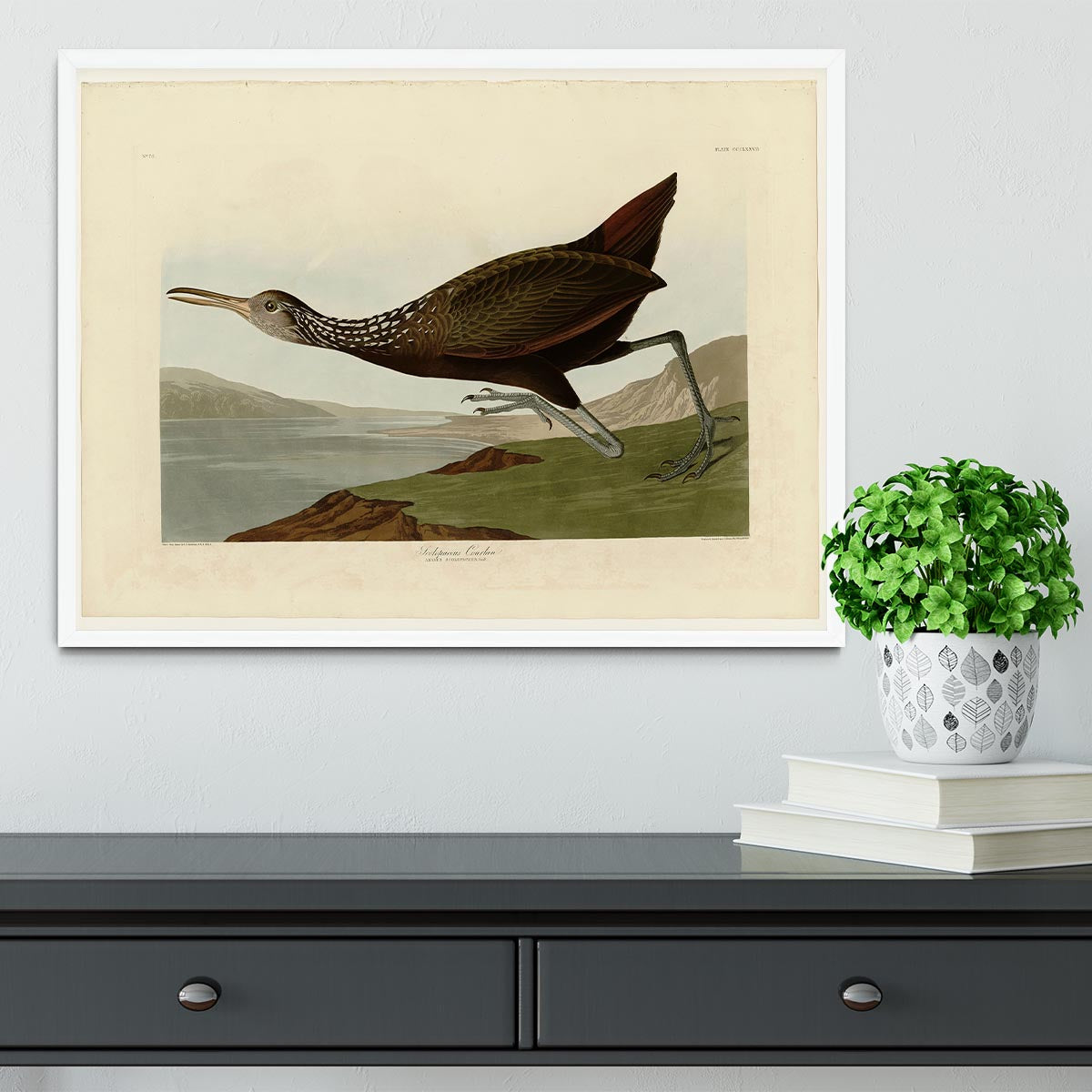 Scolopaceus Courlan by Audubon Framed Print - Canvas Art Rocks -6