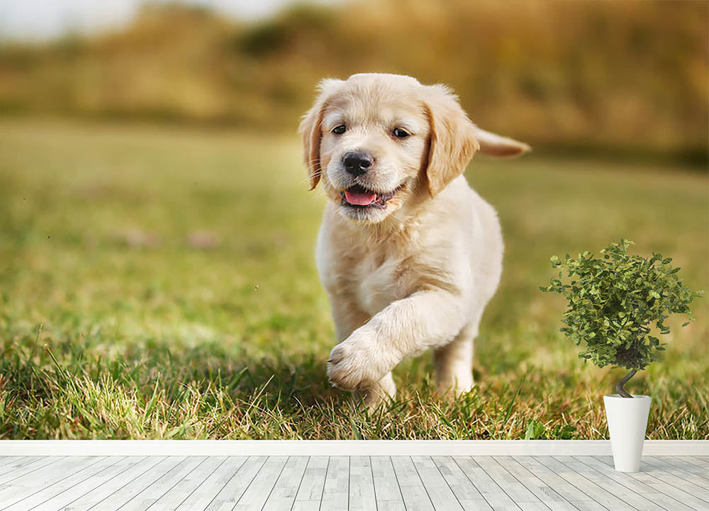 Seven week old golden retriever puppy Wall Mural Wallpaper - Canvas Art Rocks - 4