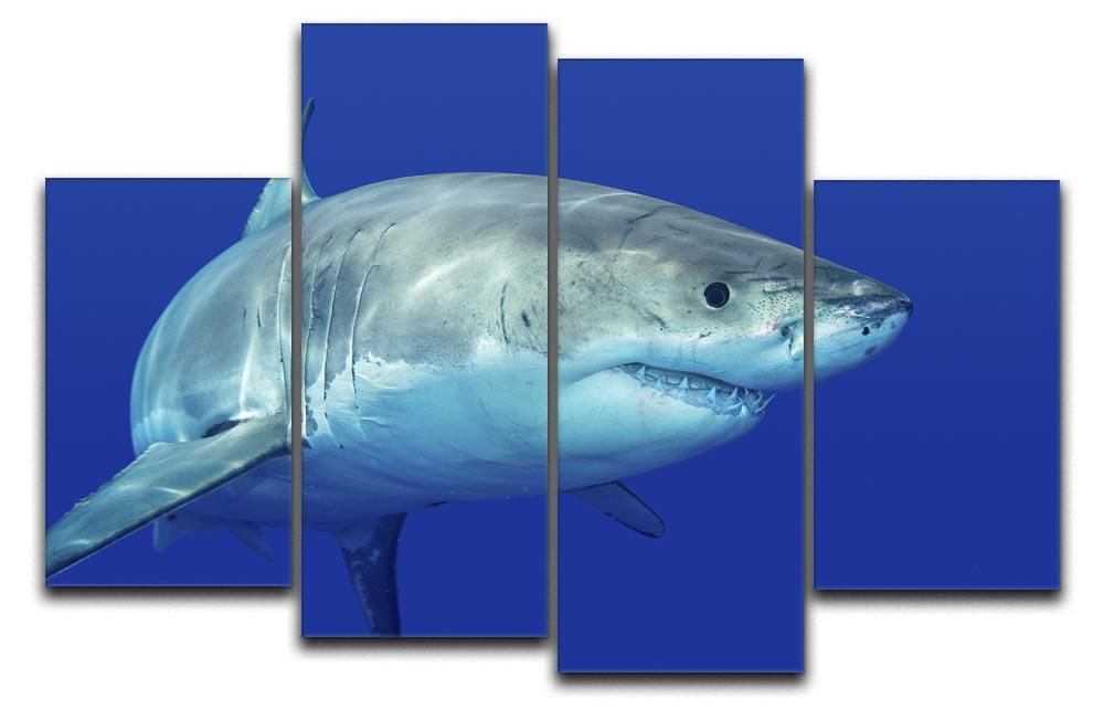 Shark swimming looking for food 4 Split Panel Canvas - Canvas Art Rocks - 1