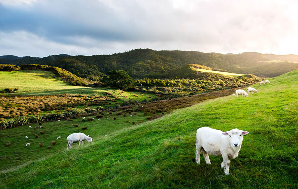 Sheep in farm in New Zealand Wall Mural Wallpaper - Canvas Art Rocks - 1
