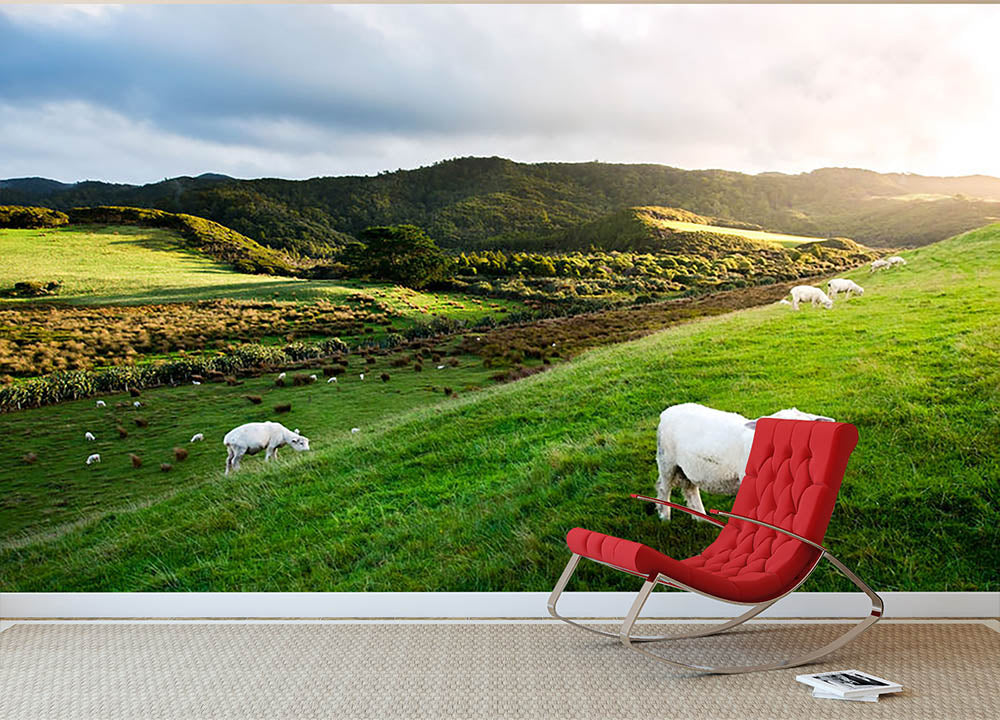 Sheep in farm in New Zealand Wall Mural Wallpaper - Canvas Art Rocks - 2