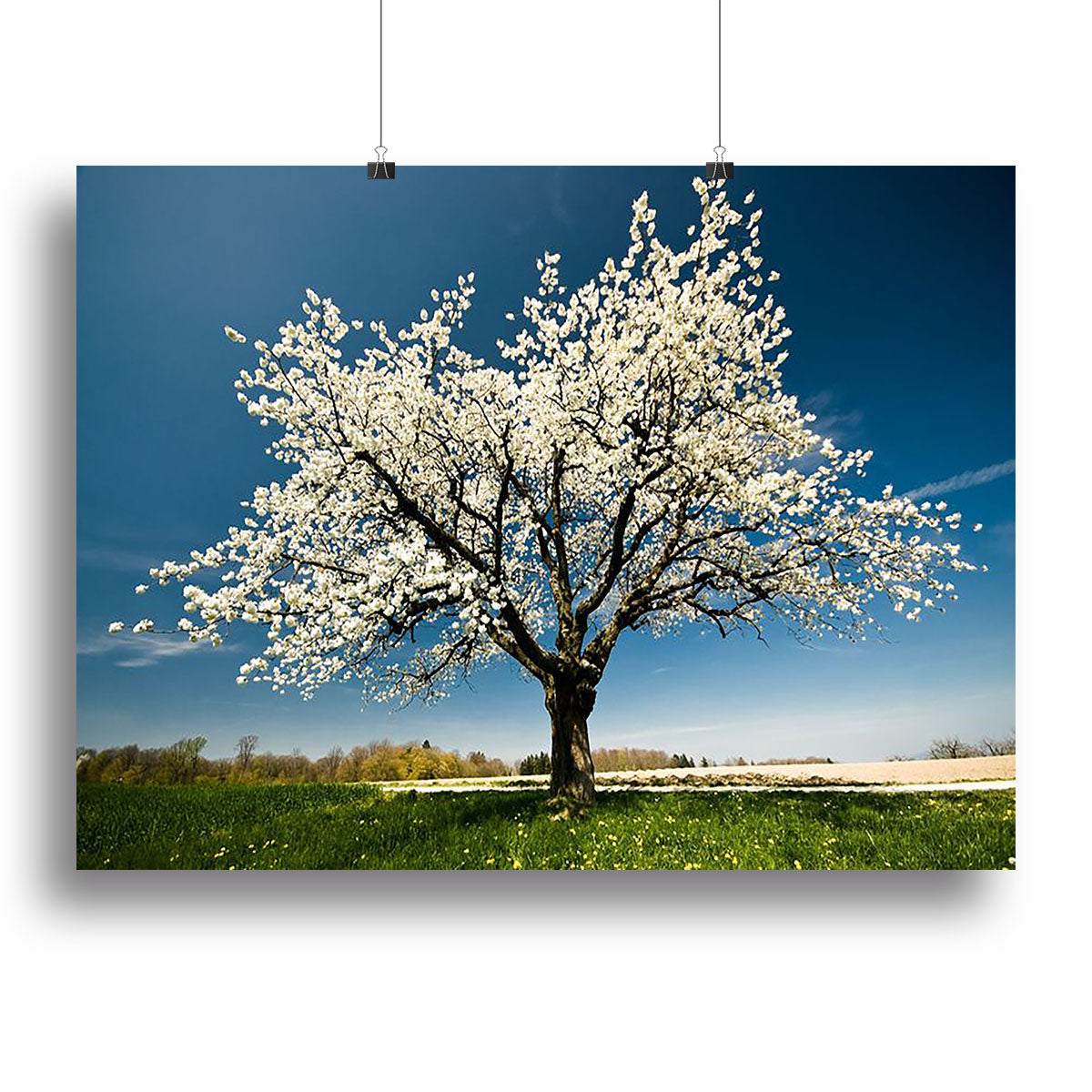 Single blossoming tree in spring Canvas Print or Poster - Canvas Art Rocks - 2