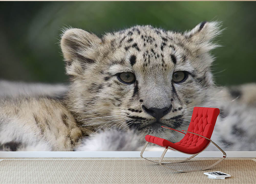 Snow Leopard cubs in the wild Wall Mural Wallpaper - Canvas Art Rocks - 2