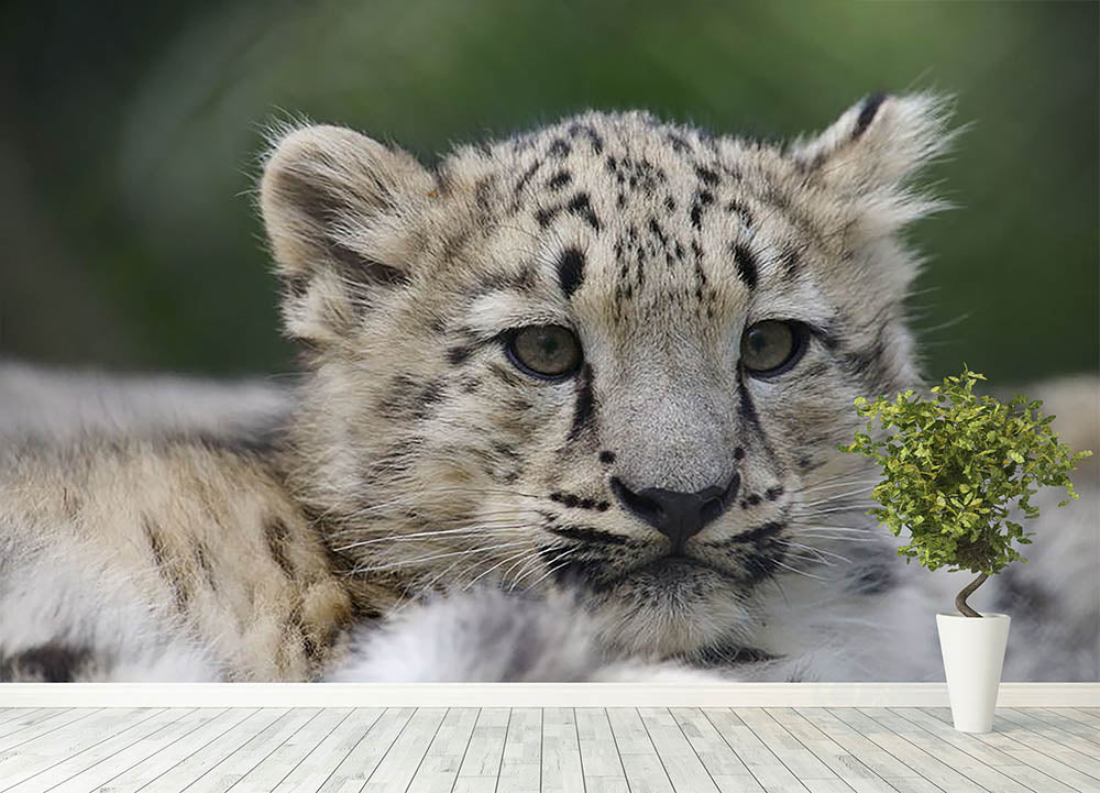 Snow Leopard cubs in the wild Wall Mural Wallpaper - Canvas Art Rocks - 4