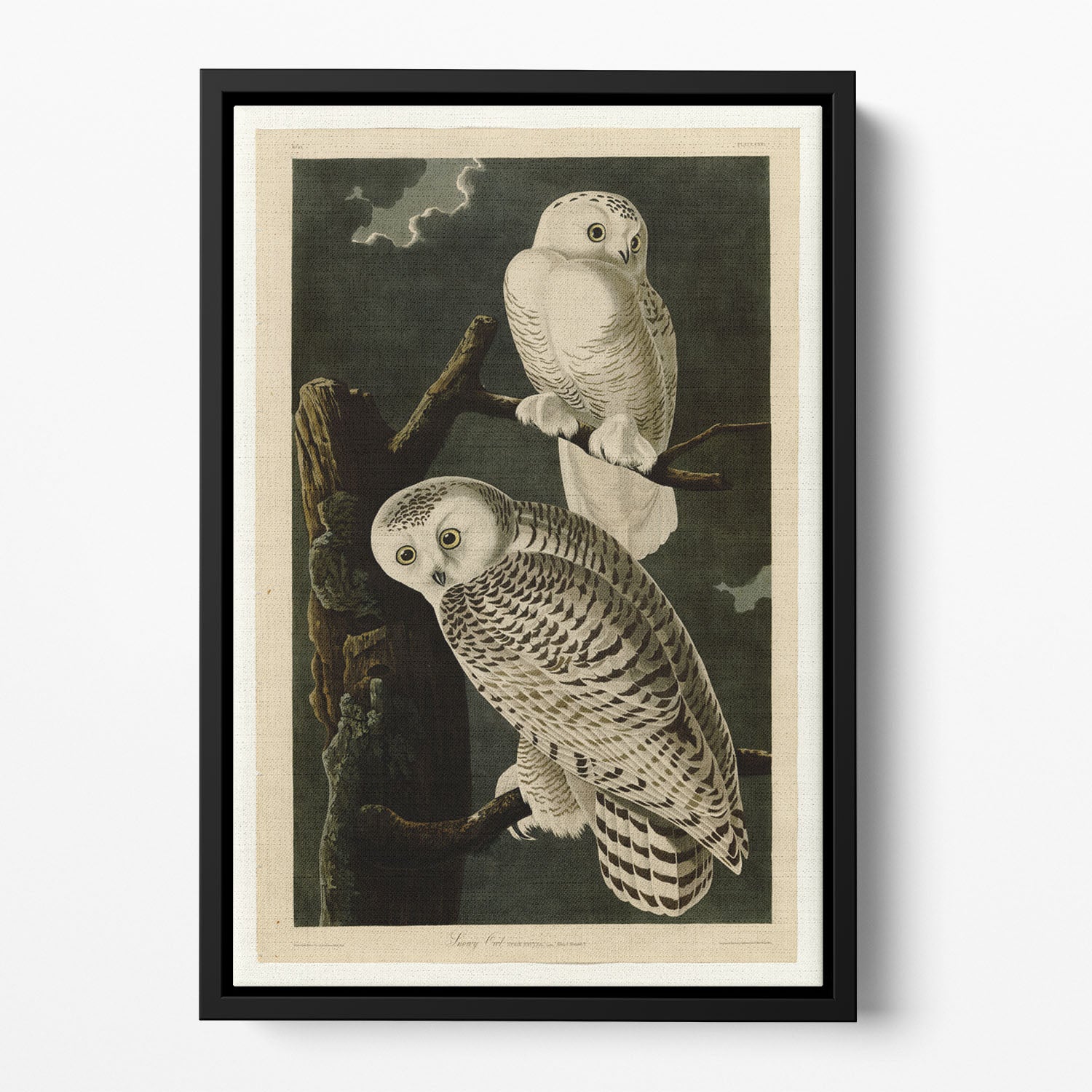 Snowy Owl by Audubon Floating Framed Canvas