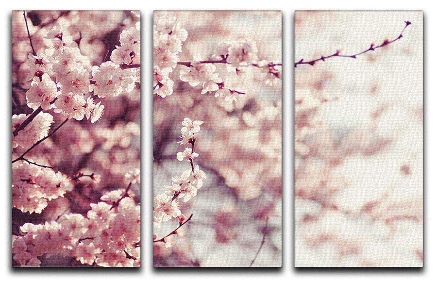 Spring Cherry blossoms 3 Split Panel Canvas Print - Canvas Art Rocks - 1