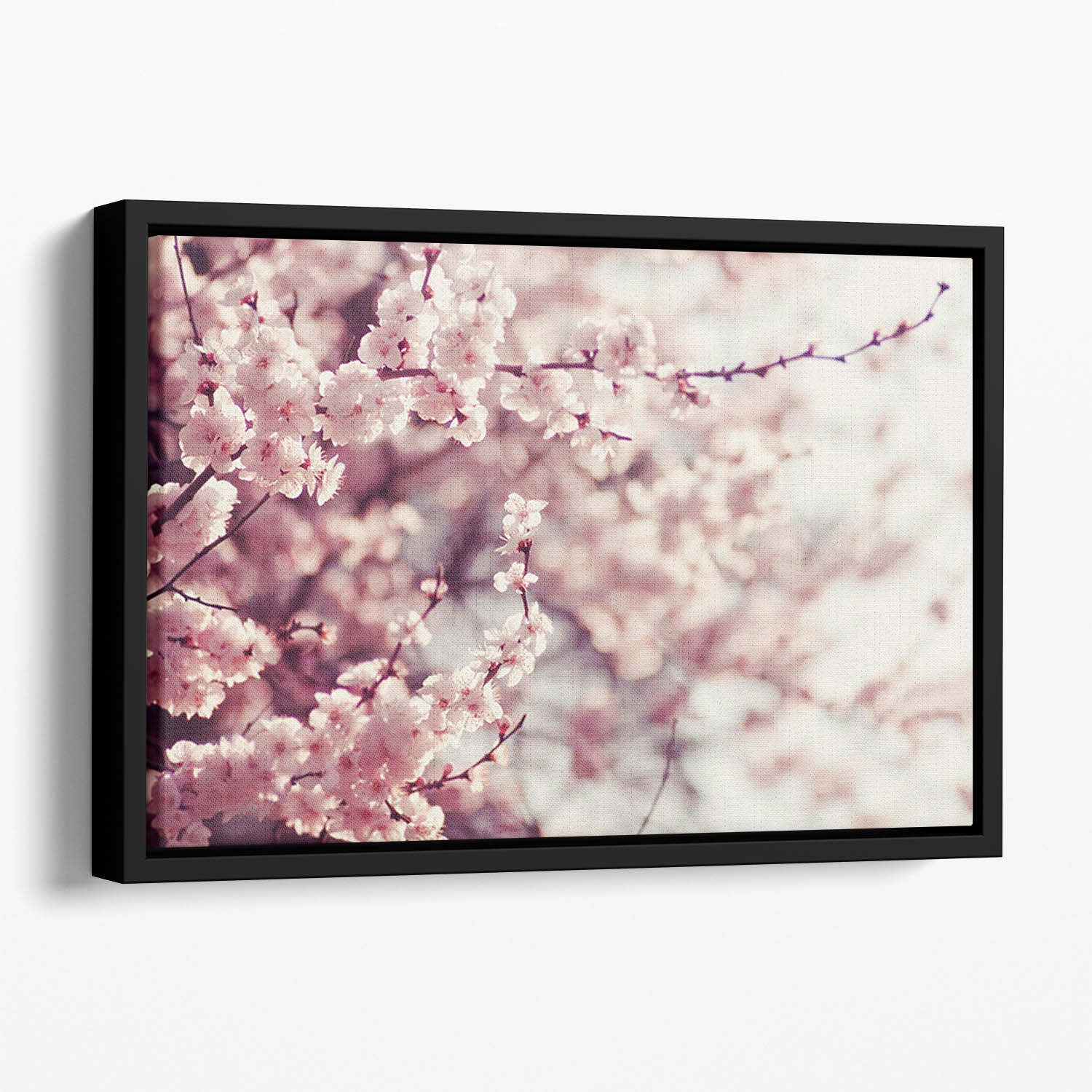 Spring Cherry blossoms Floating Framed Canvas