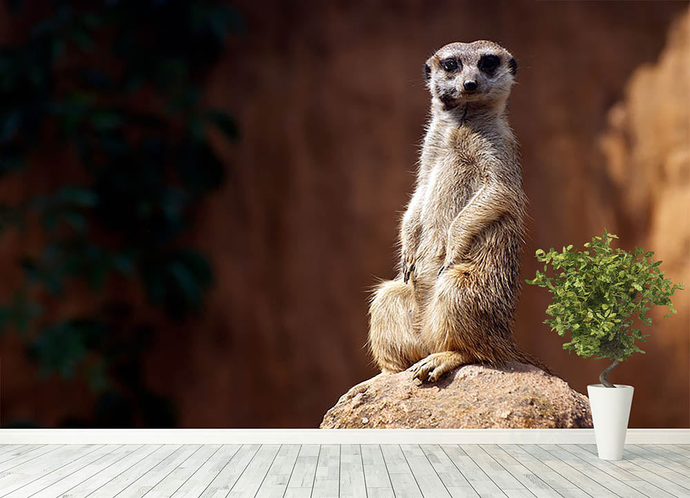 Standing African suricata meerkat Wall Mural Wallpaper - Canvas Art Rocks - 4