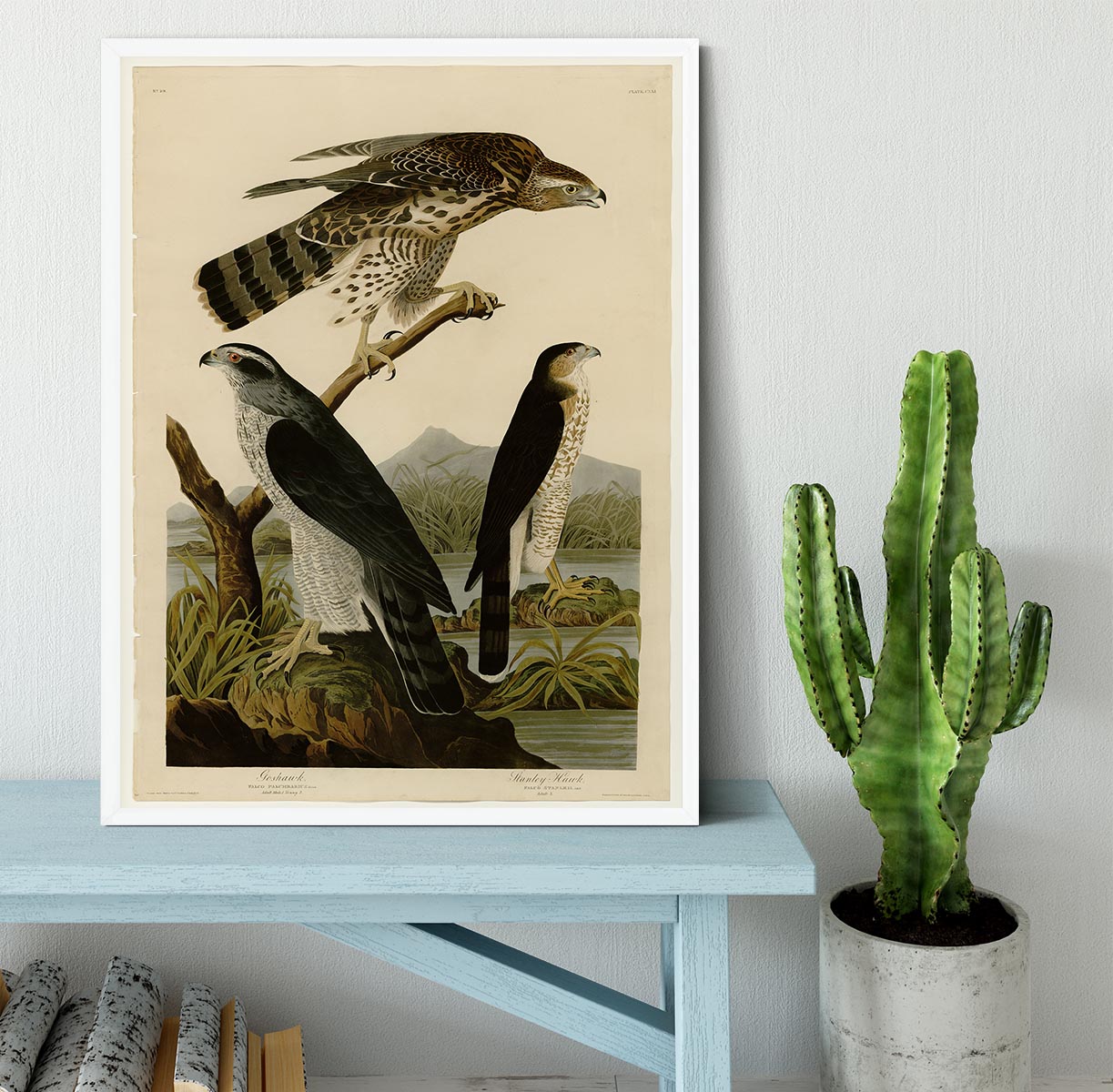 Stanley Hawk by Audubon Framed Print - Canvas Art Rocks -6