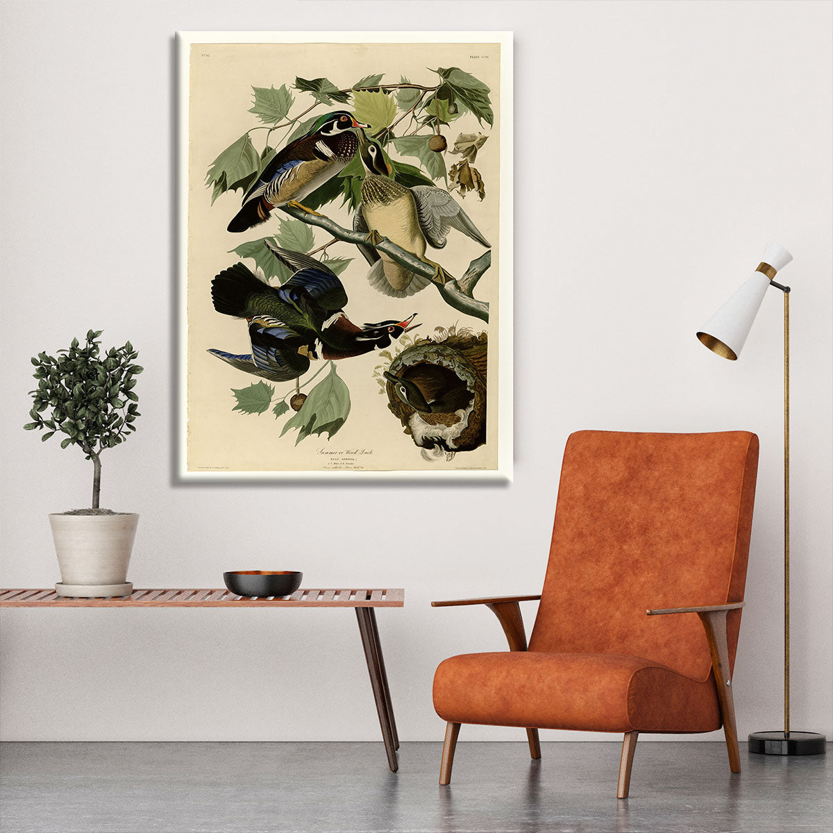 Summer Duck by Audubon Canvas Print or Poster - Canvas Art Rocks - 6