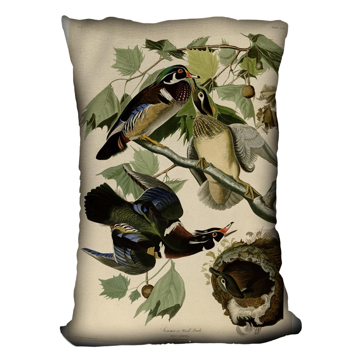 Summer Duck by Audubon Cushion