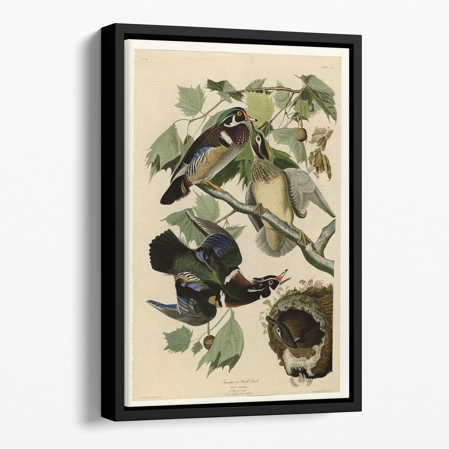 Summer Duck by Audubon Floating Framed Canvas