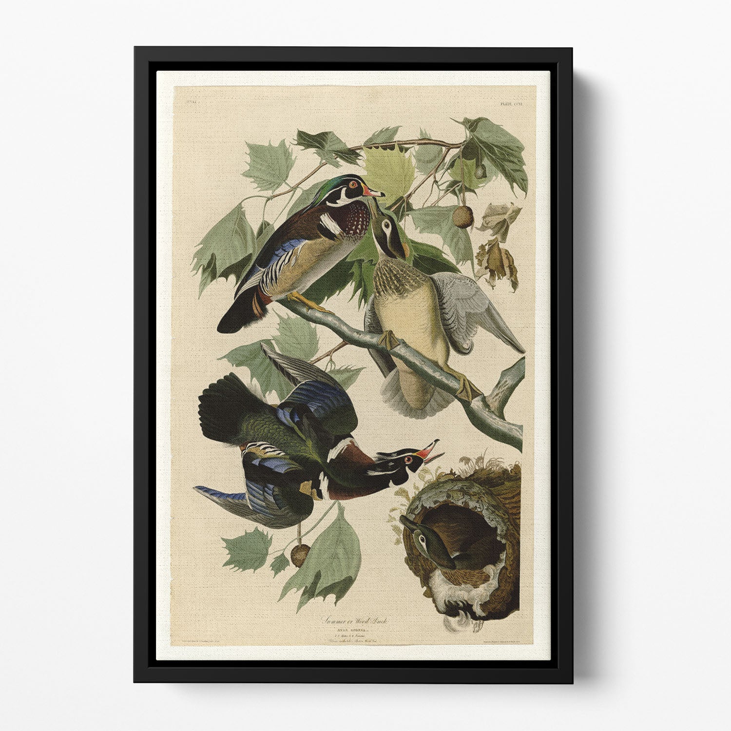 Summer Duck by Audubon Floating Framed Canvas