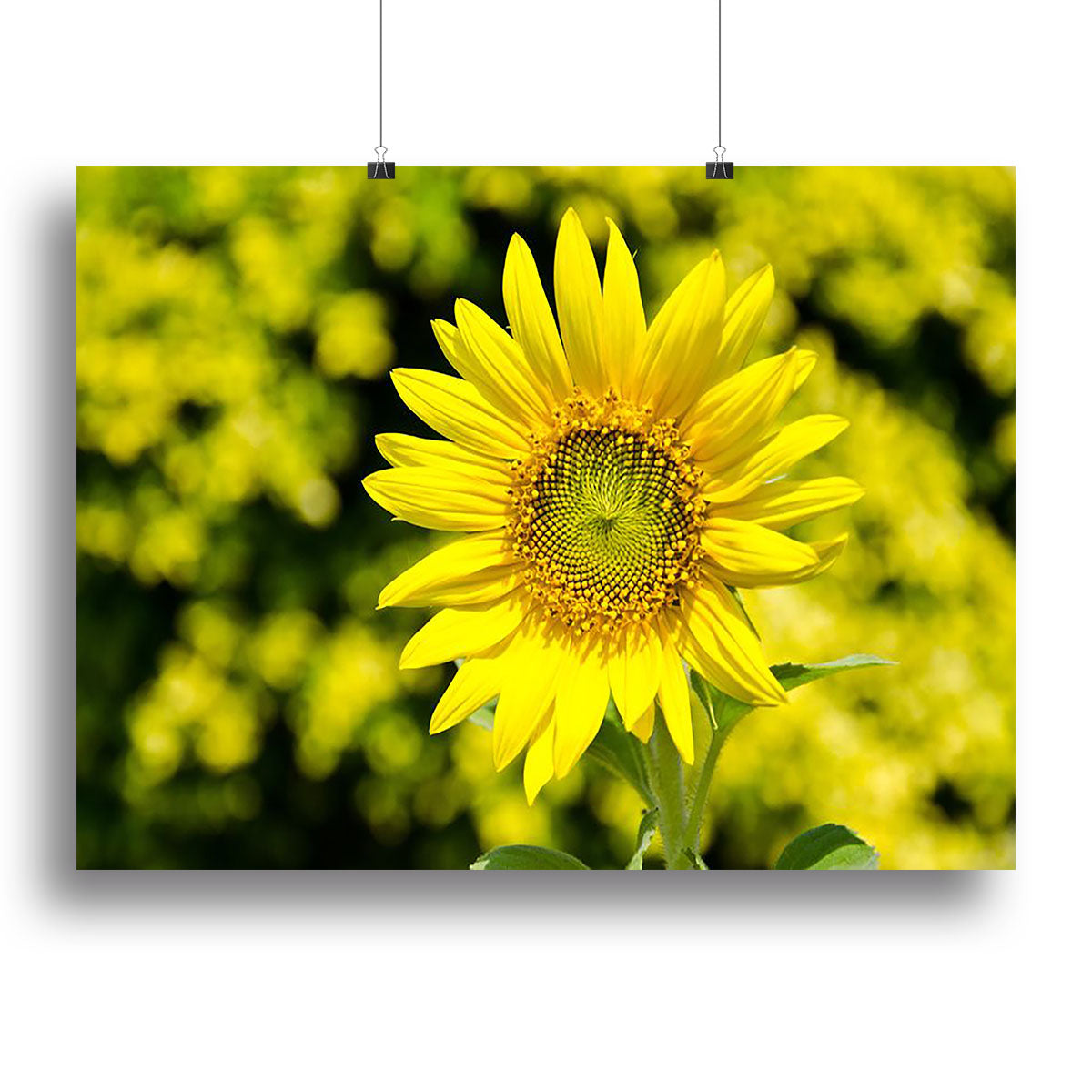 Sunflowers bloom in summer Canvas Print or Poster - Canvas Art Rocks - 2