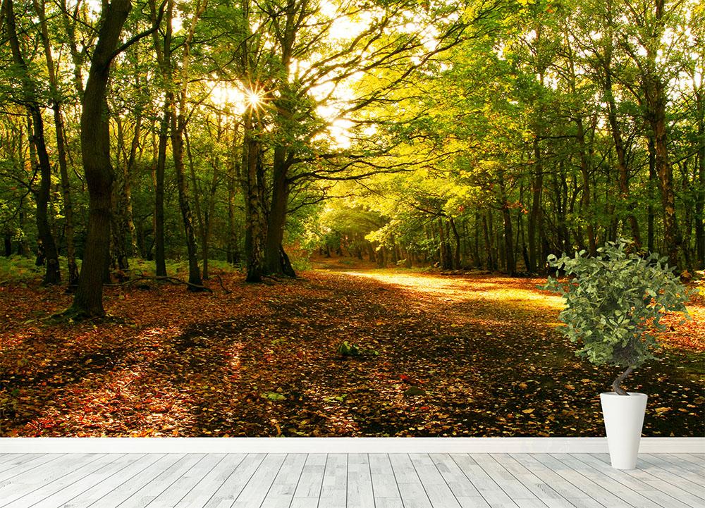 Sunlight through the autumn trees Wall Mural Wallpaper - Canvas Art Rocks - 4