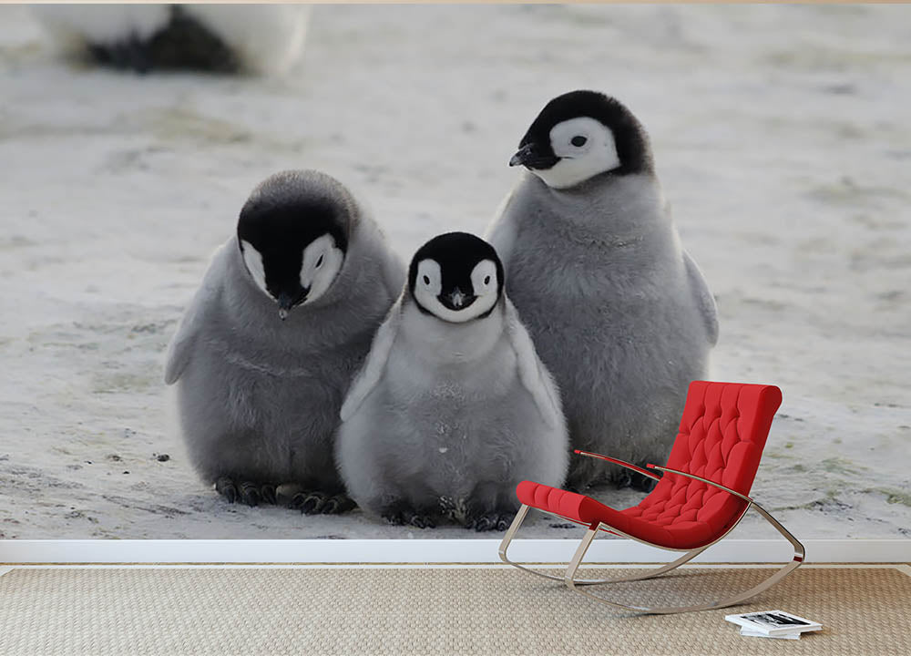 Three Emperor Penguin Chicks Together Wall Mural Wallpaper - Canvas Art Rocks - 2