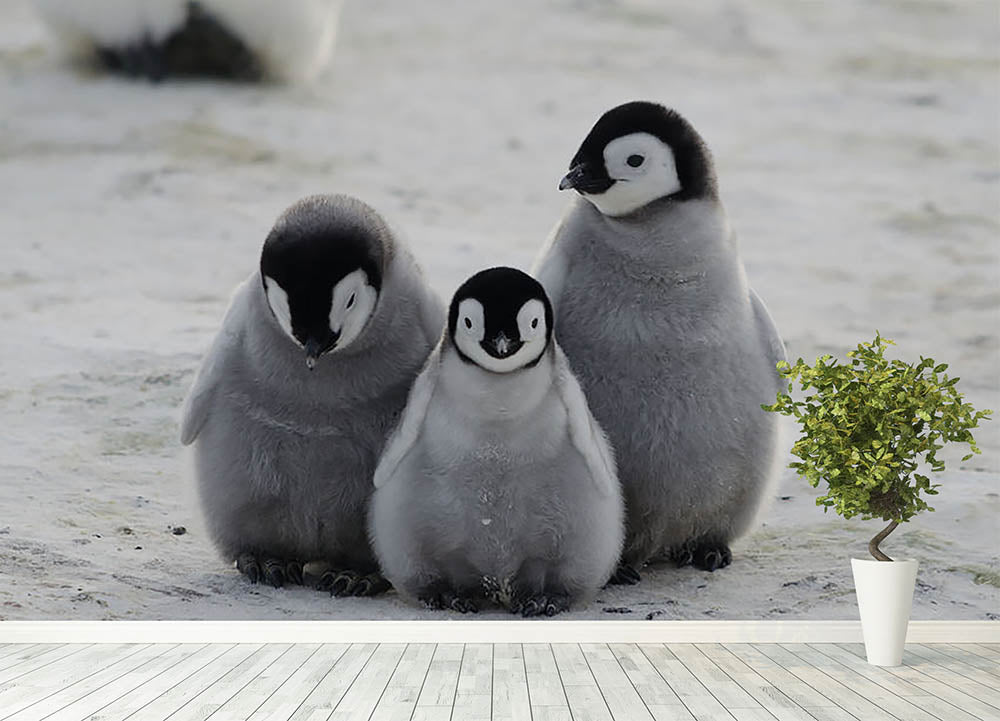 Three Emperor Penguin Chicks Together Wall Mural Wallpaper - Canvas Art Rocks - 4