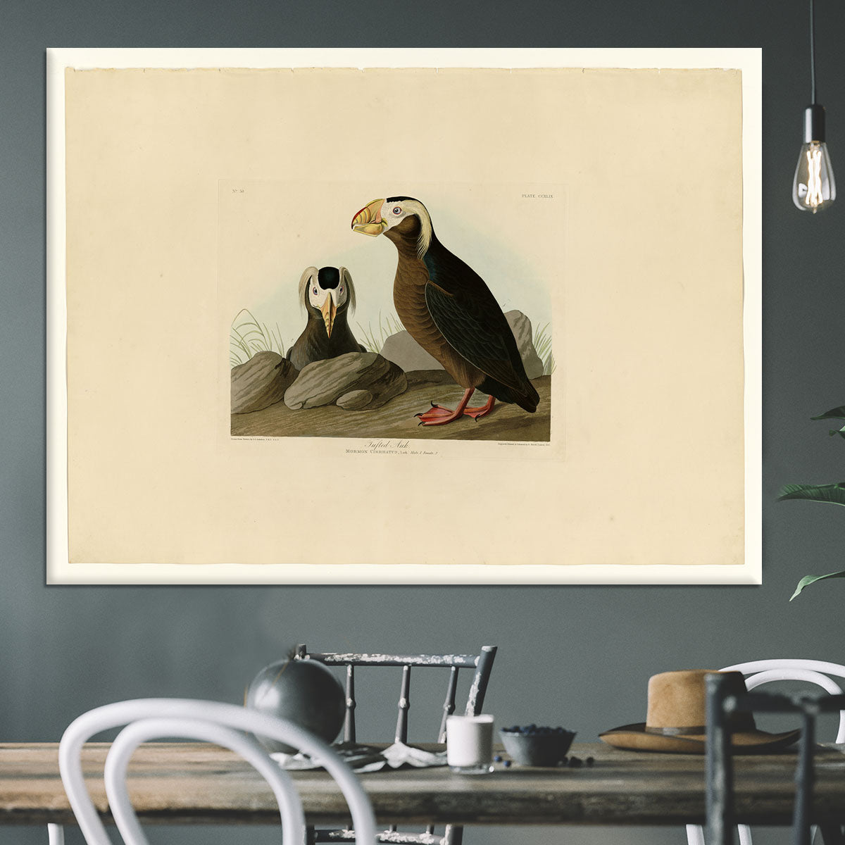 Tufted Auk by Audubon Canvas Print or Poster - Canvas Art Rocks - 3