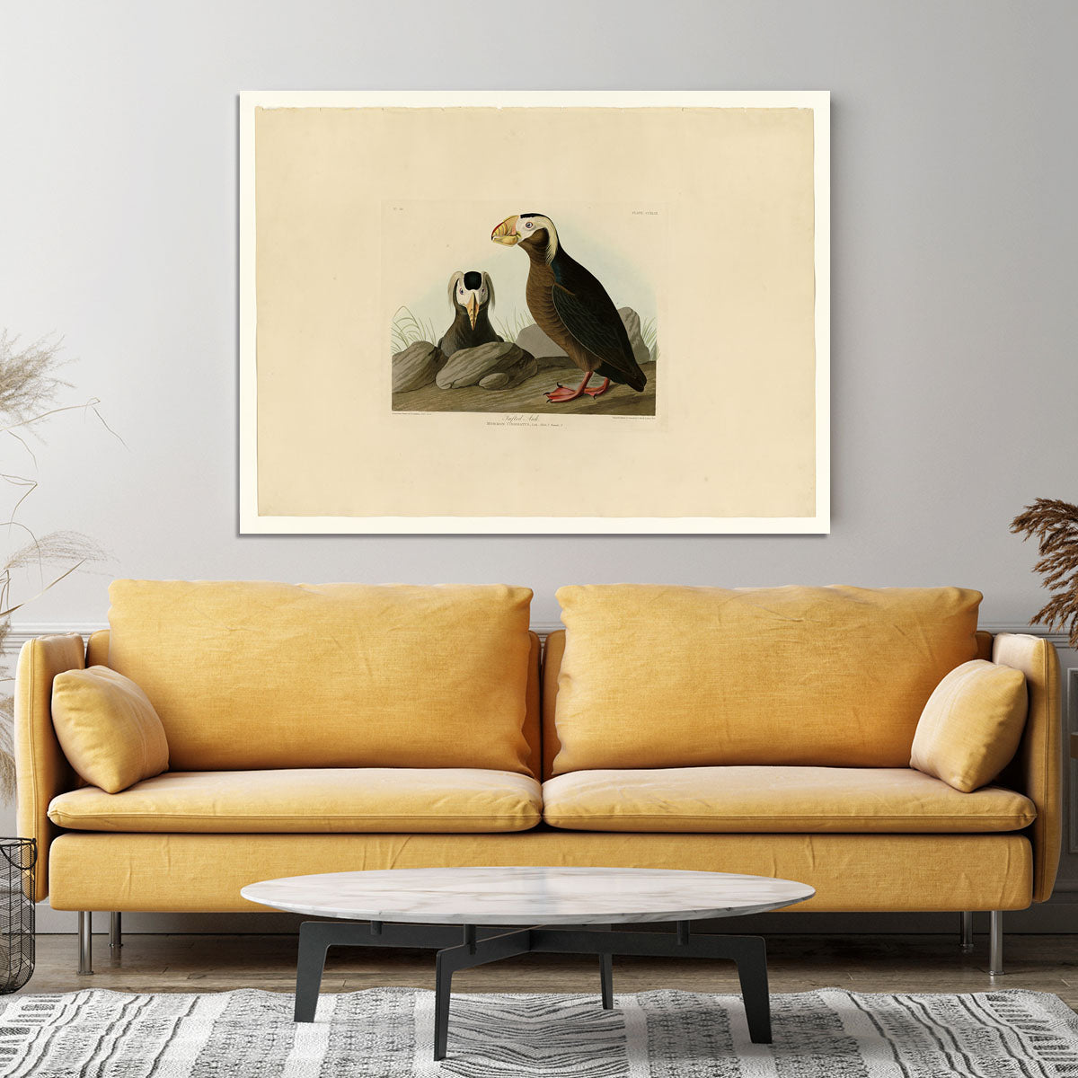 Tufted Auk by Audubon Canvas Print or Poster - Canvas Art Rocks - 4