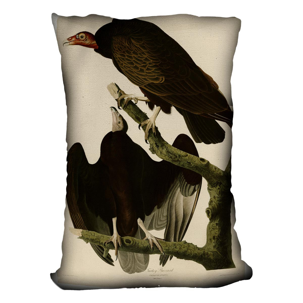 Turkey Buzzard by Audubon Cushion