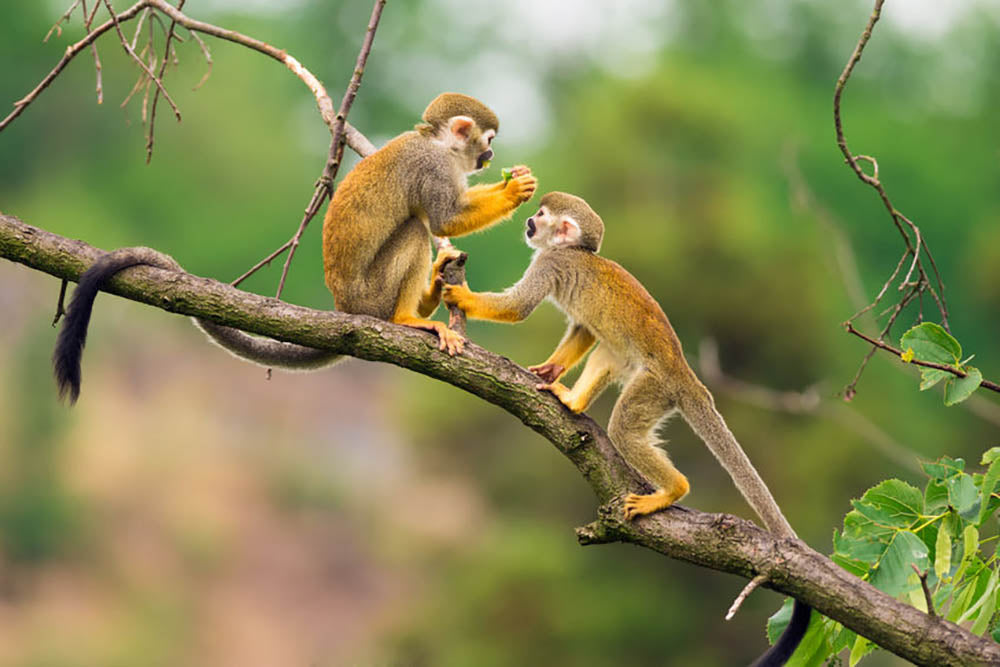 Two common squirrel monkeys Wall Mural Wallpaper - Canvas Art Rocks - 1