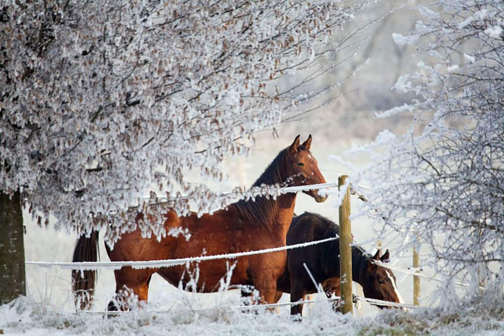 Two horses in a winter landscape Wall Mural Wallpaper - Canvas Art Rocks - 1